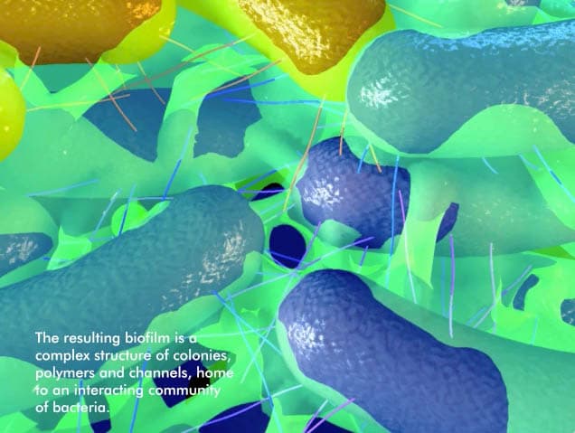 Der Zahn und der Biofilm